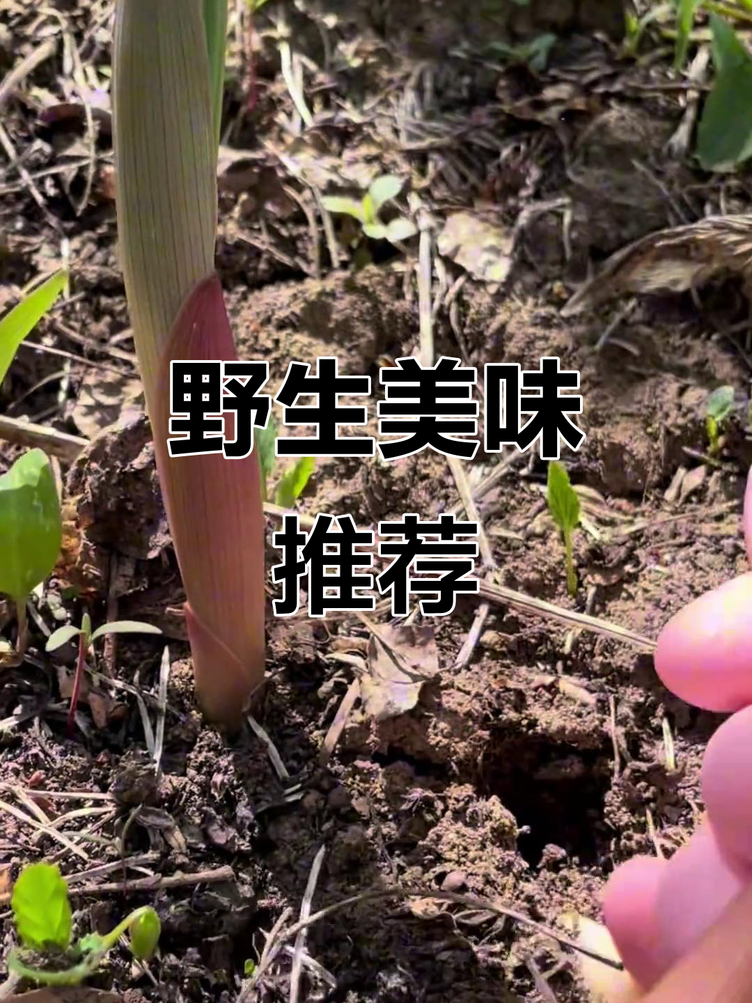 这种野菜口感独特,焯水后清爽可口,适合多种做法