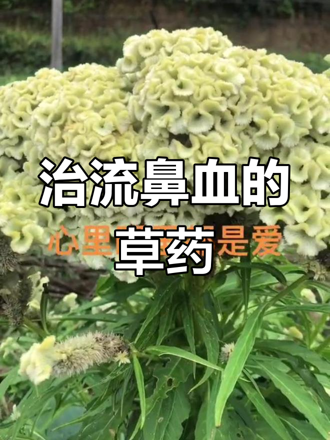 白鸡冠花:最有效的流鼻血治疗草药