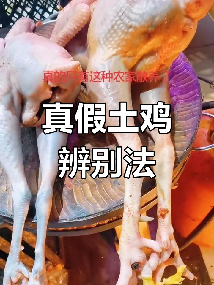 黑脚黄脚并非决定土鸡品质,喂养方法才是关键