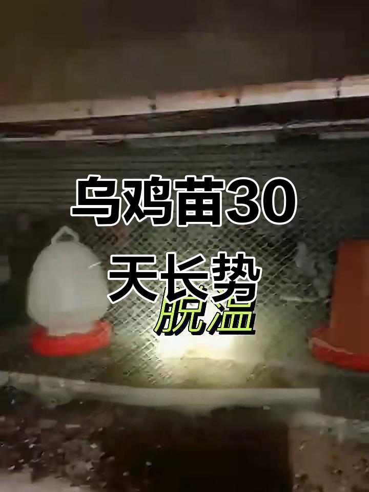 无量山乌鸡苗30天成长记，变化惊人