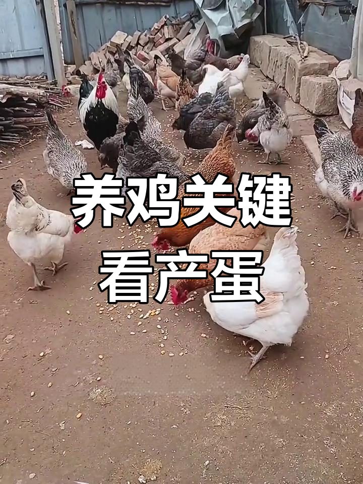 散养土鸡,产蛋量才是王道!你家养的什么品种?