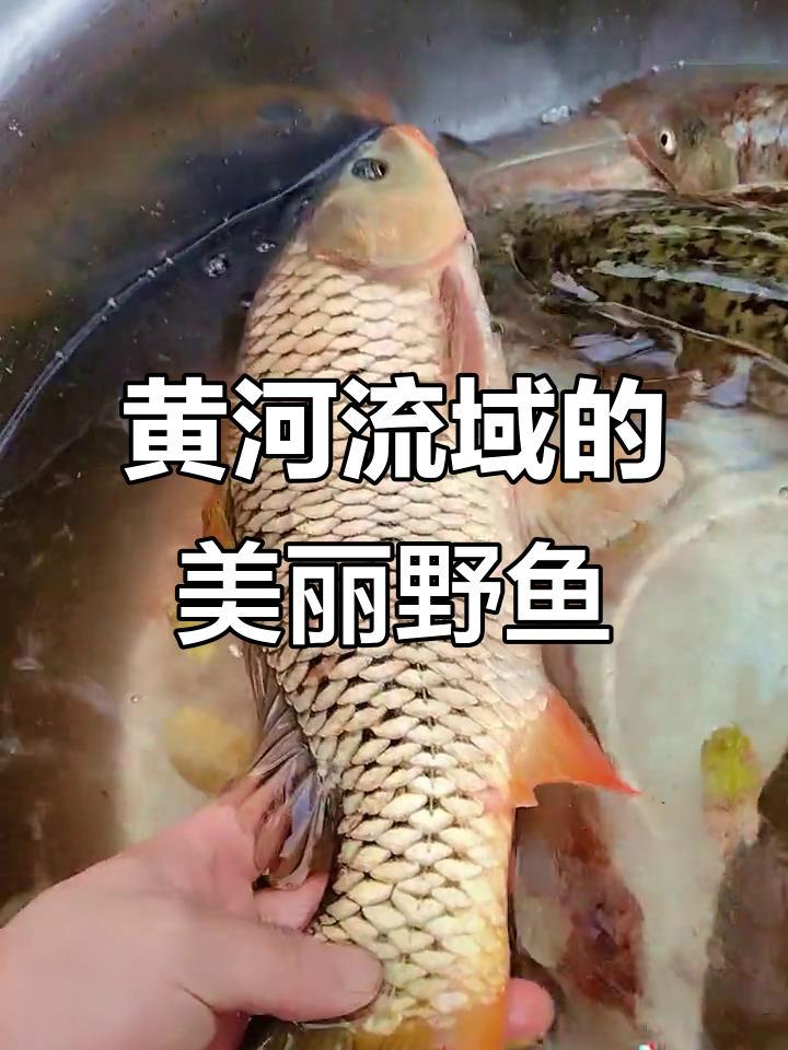 黄河野生鱼大揭秘,鲫鱼、鲤鱼、鲶鱼样样美