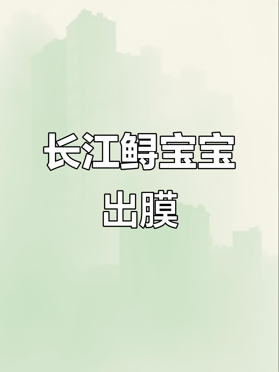 4月17日长江鲟鱼首次现身野外产卵全过程