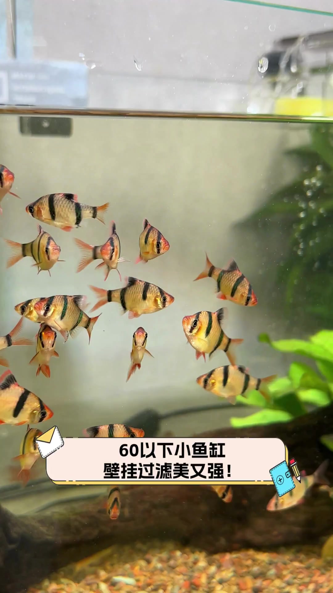 60以下小鱼缸,壁挂过滤美又强!