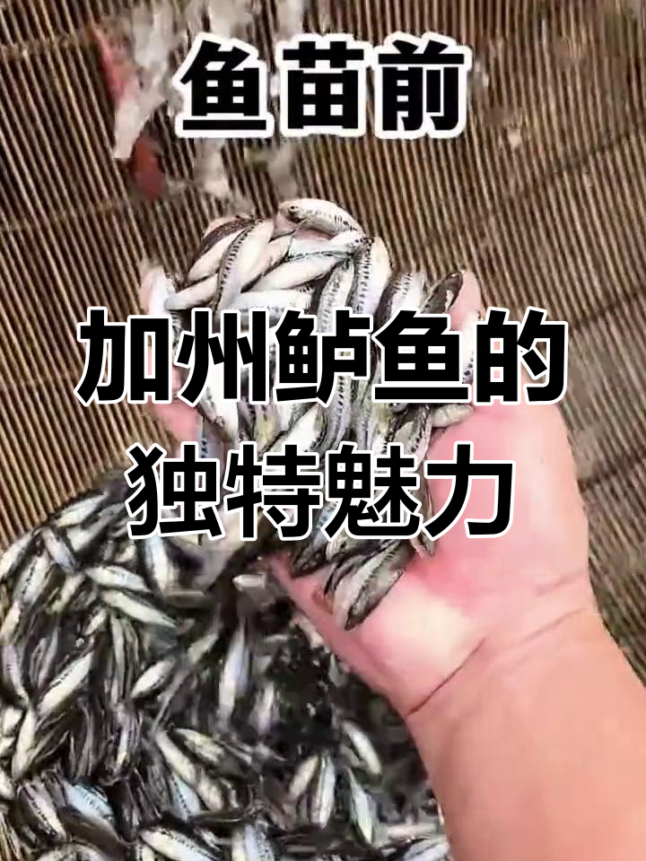 加州鲈鱼:鲜美淡水鱼肉,嫩滑无刺,美味无比