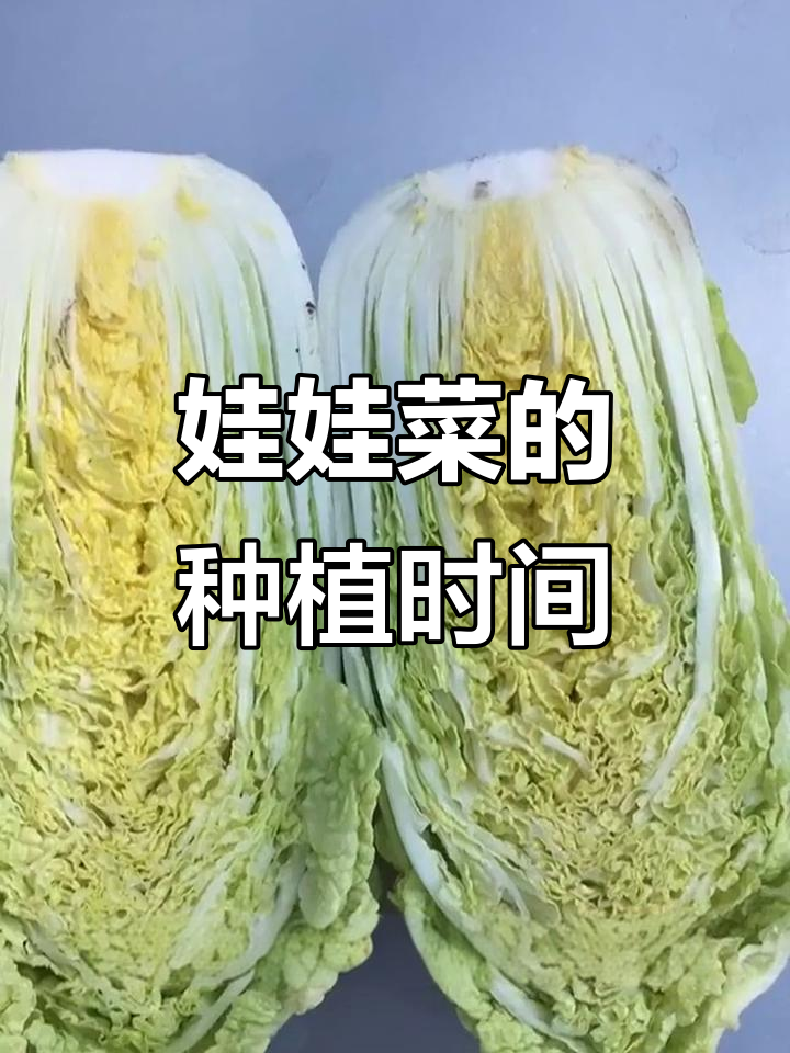 娃娃菜种植与收获全攻略,春季播种秋季丰收