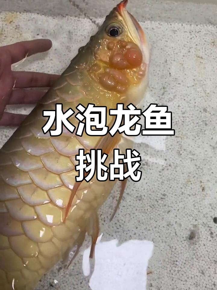 龙鱼水泡高清,挑个顺手的家伙试试,看不下去就溜了