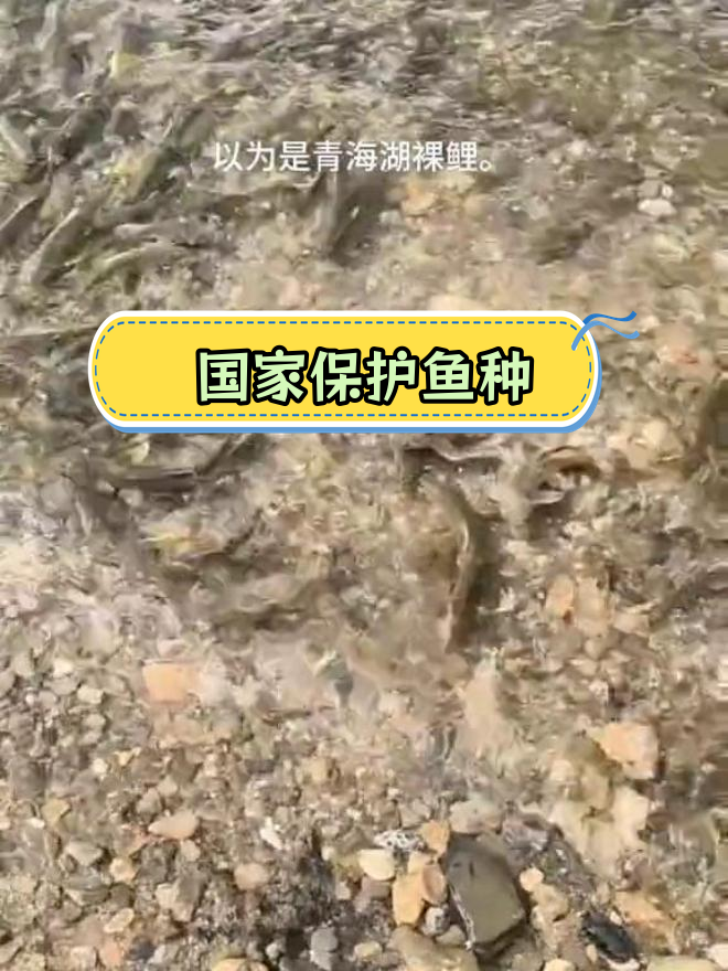 青海湖裸鲤:唯一鱼类与毒性风险