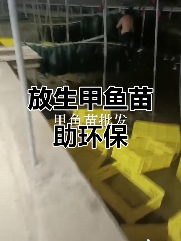惠州永湖与深圳龙华鱼苗场合作,放生甲鱼苗助力生态保护
