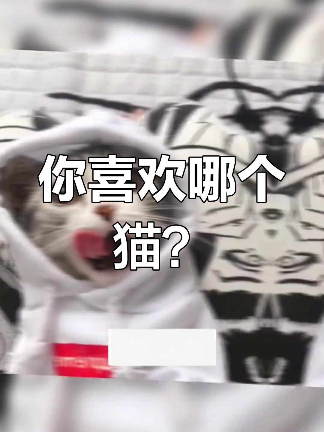 抖音上的猫咪们,你最喜欢哪一只?快来艾特它们吧!