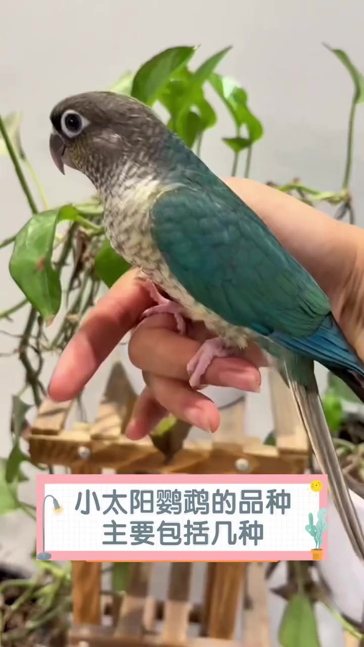小太阳鹦鹉的品种主要包括几种