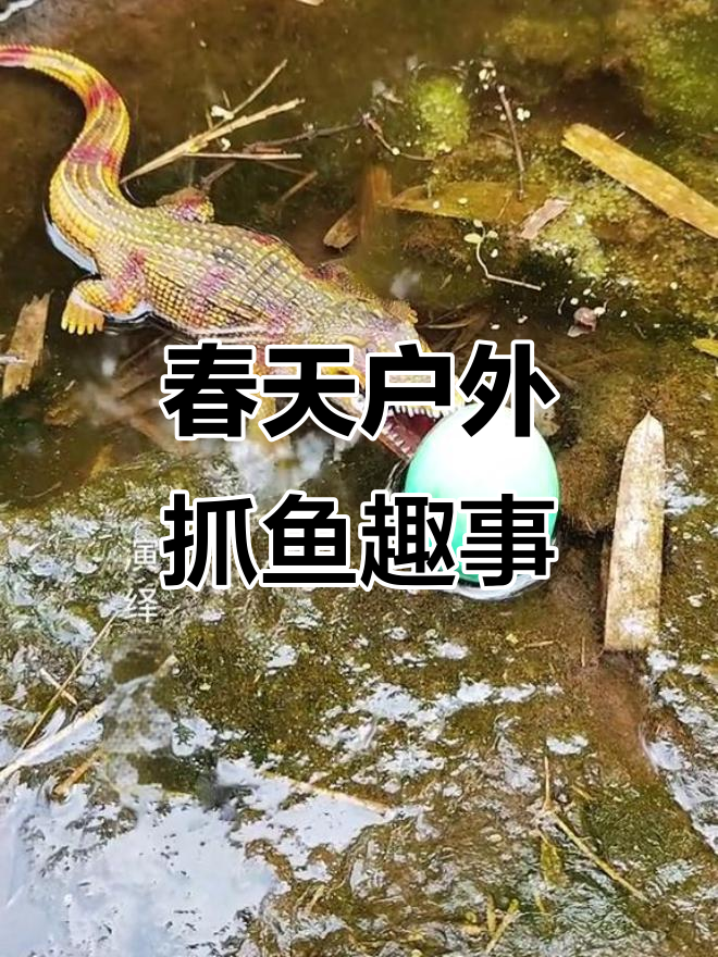 户外抓鱼大冒险：发现神秘四角鱼和红尾大阪鲫