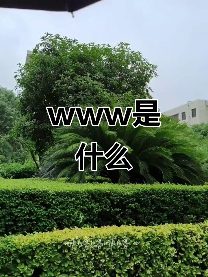 探索www的奥秘,了解网络世界的起点