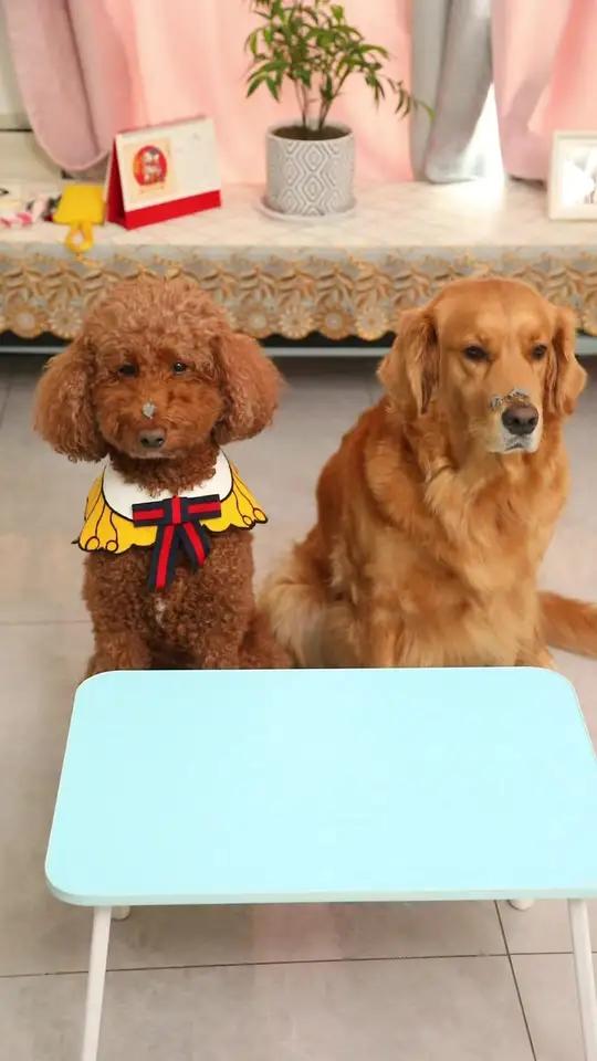 coco奶茶偷吃巧克力