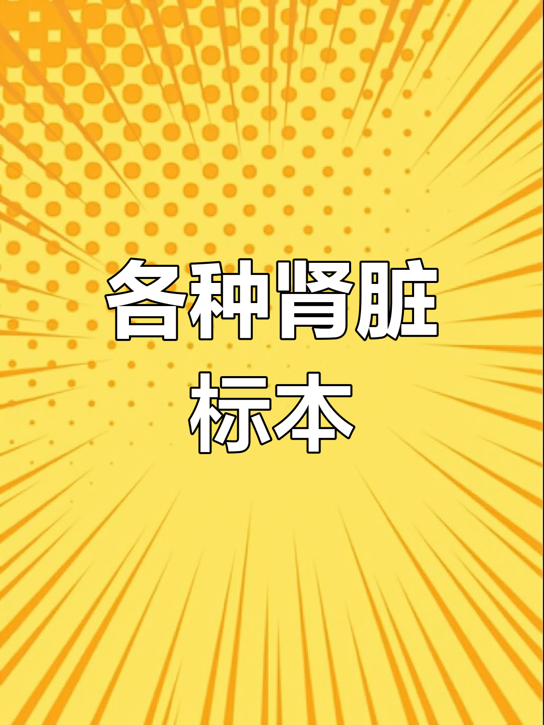 多种动物肾脏标本展示