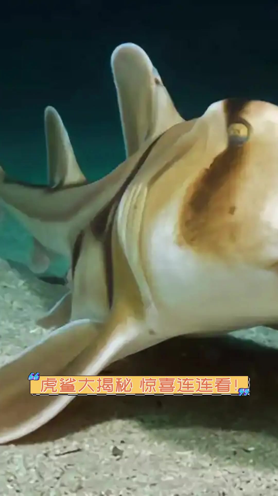 虎鲨大揭秘,惊喜连连看!