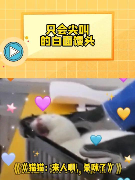 只会尖叫的白面馒头