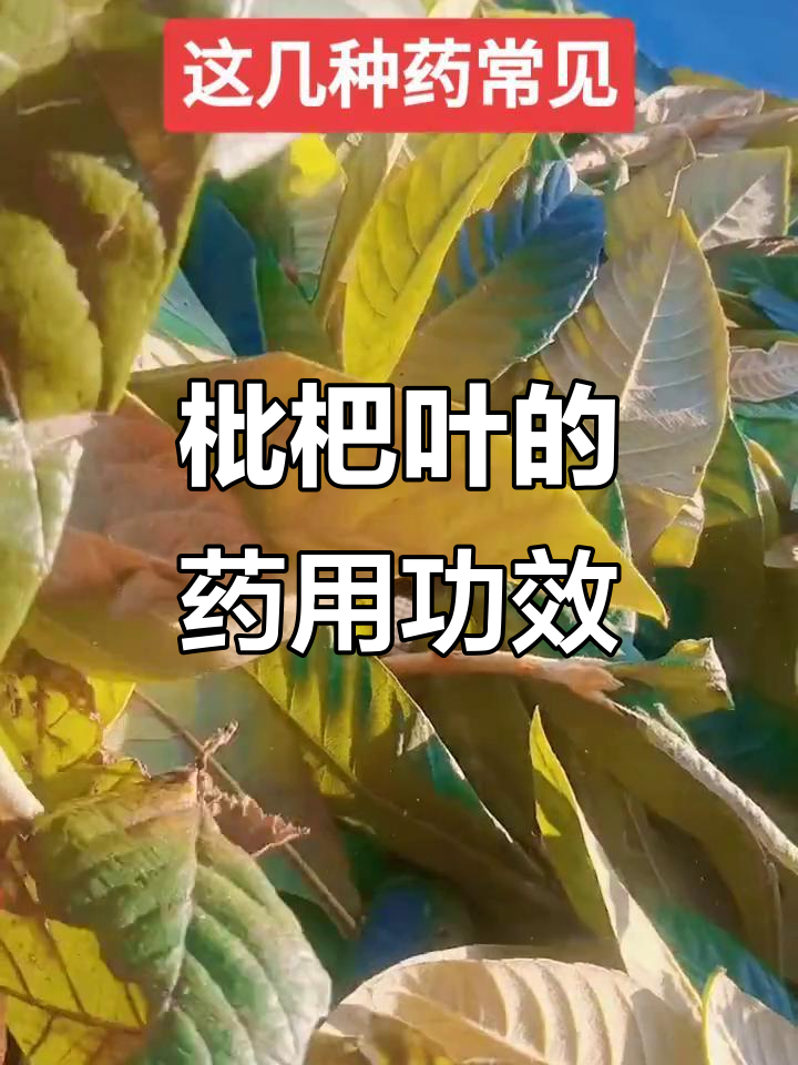 枇杷叶和鱼腥草的神奇作用,农村生活中的健康良方