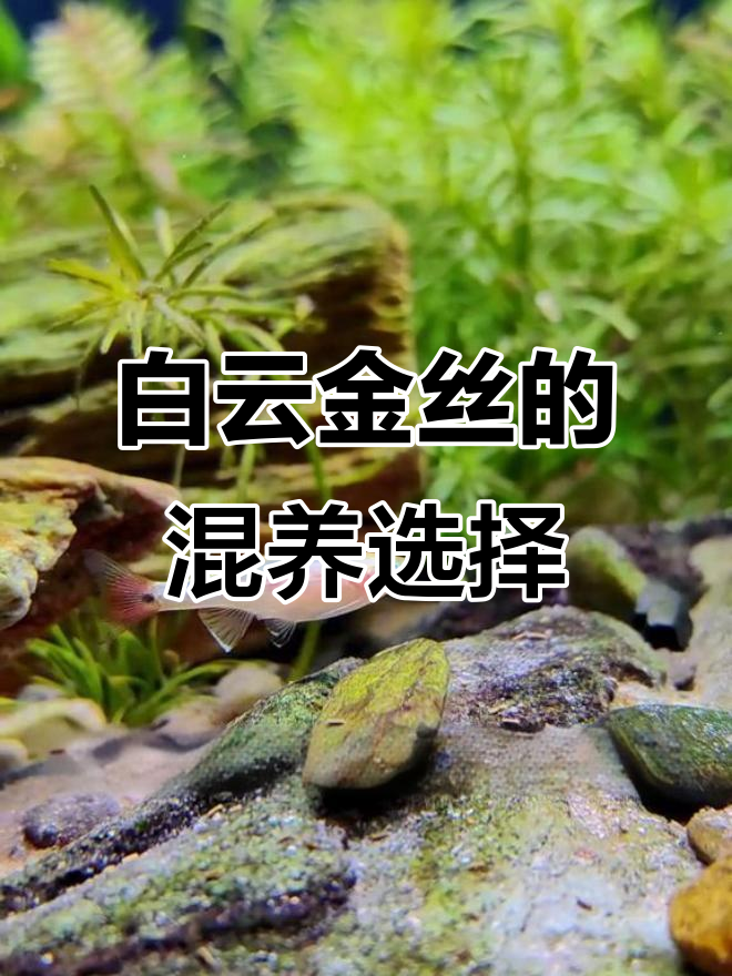 适合与白云金丝混养的冷水原生鱼推荐