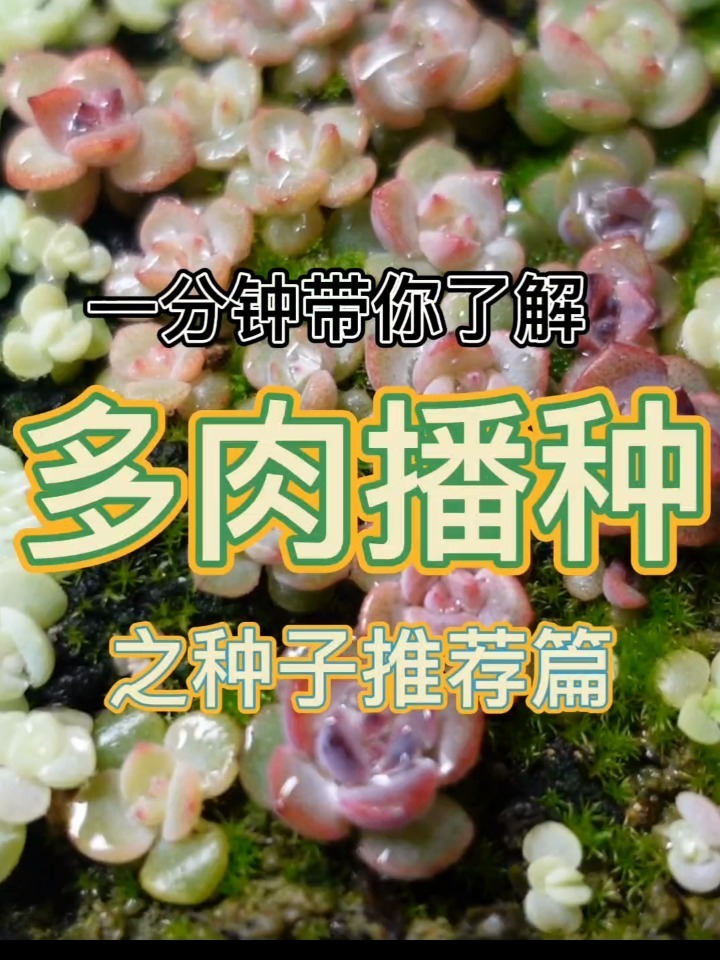 一分钟带你了解多肉播种之种子推荐篇