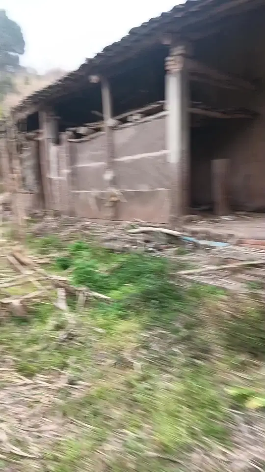 回到老房子，看到爸爸栽的血皮菜发芽，满满都是回忆