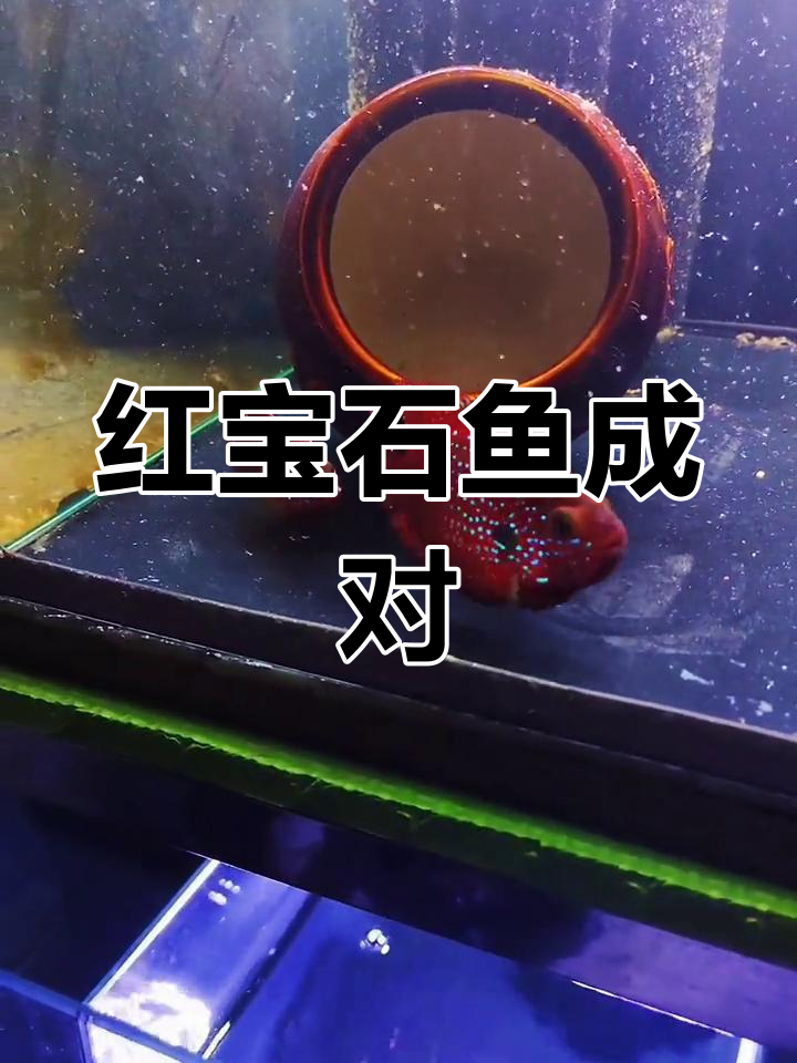 红宝石鱼配对成功,期待繁殖