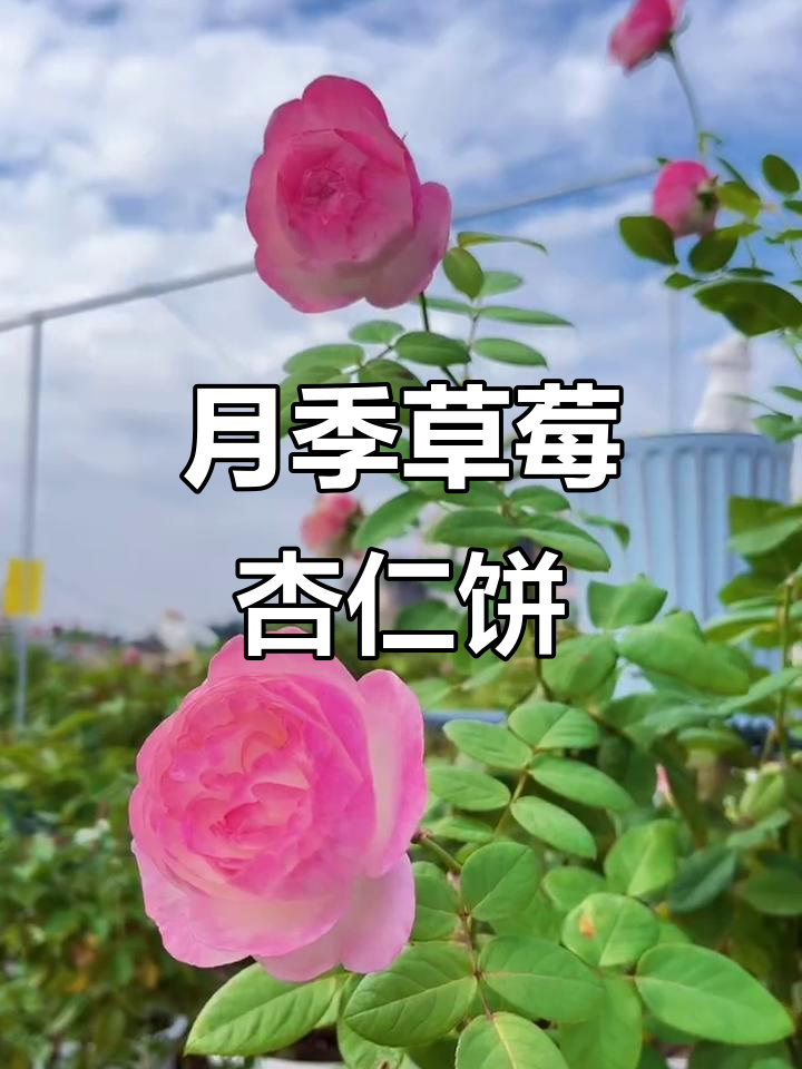 广东月季：草莓杏仁饼，香气扑鼻的美丽花朵