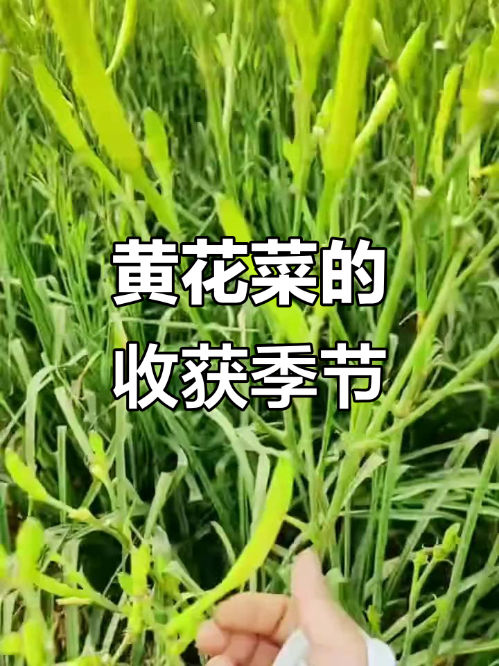 祁东黄花菜,绿色生态农业的丰收之路
