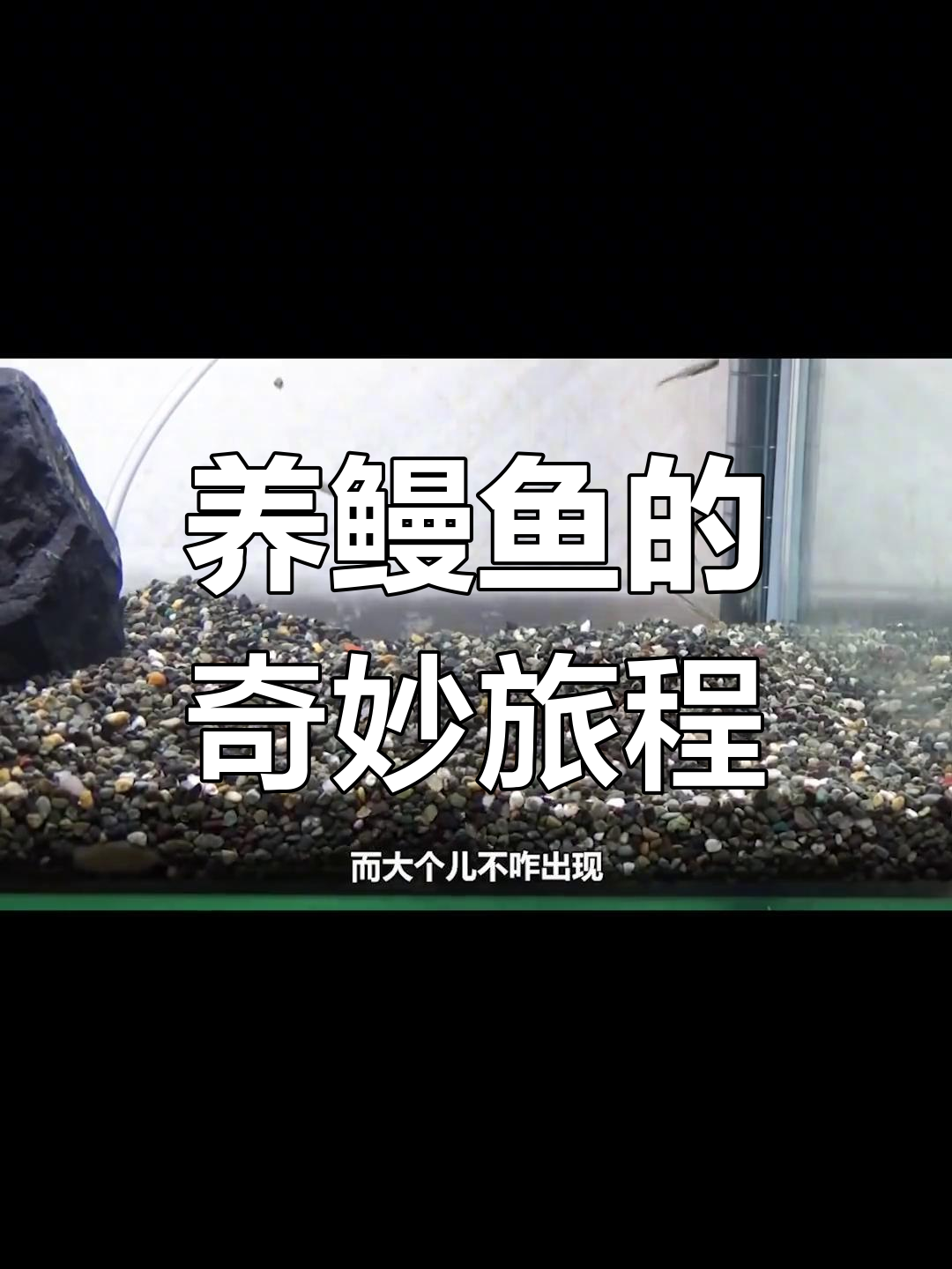 四年养鳗鱼,从苗到金鳗的成长奇迹