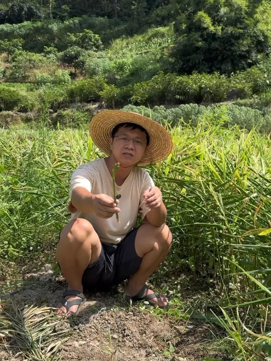 信宜本地大肉姜开挖，展现三农种植新景象