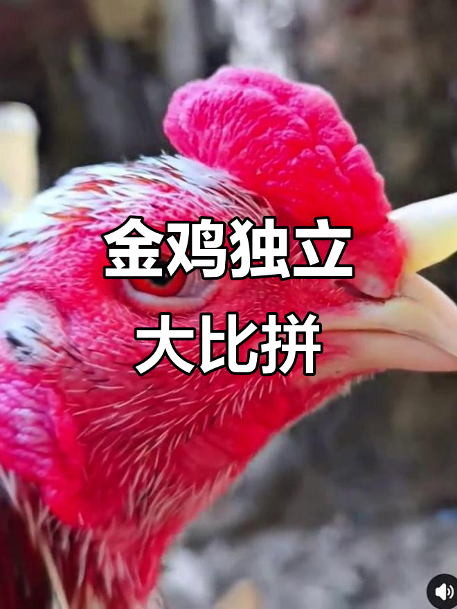 公鸡打鸣挑战,斗鸡爱好者展示金鸡独立绝技