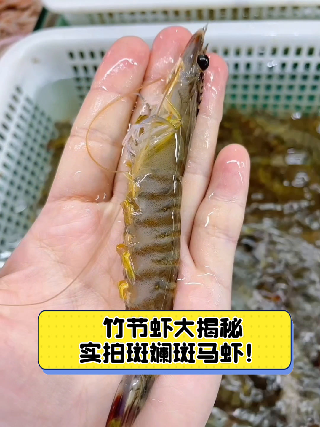竹节虾大揭秘,实拍斑斓斑马虾!