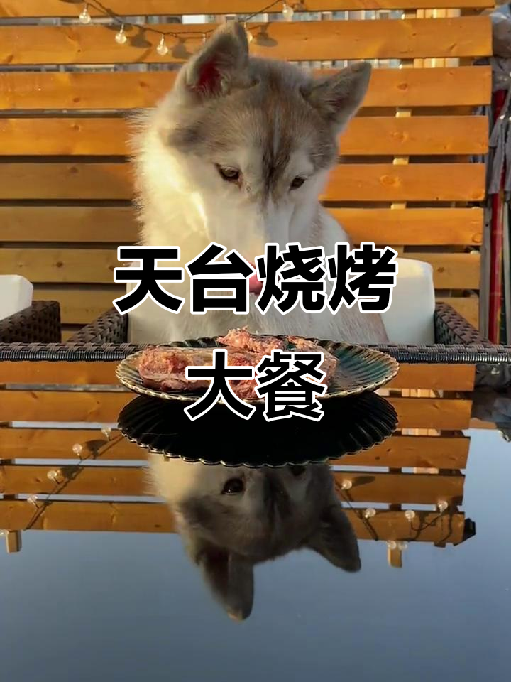 毛孩子们的天台盛宴,大龙虾烤得香喷喷!