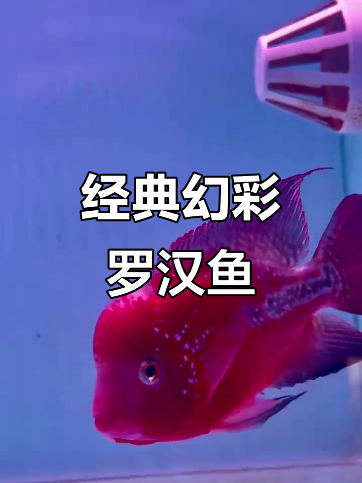 泰国进口古典幻彩罗汉鱼，支持全国发货