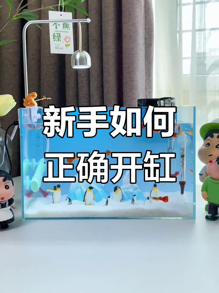 新手养鱼开缸全攻略,避免死鱼的秘诀就在这里