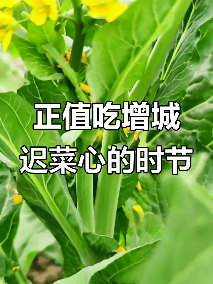 增城迟菜心,正是品尝的最佳季节!新鲜采摘等你来试
