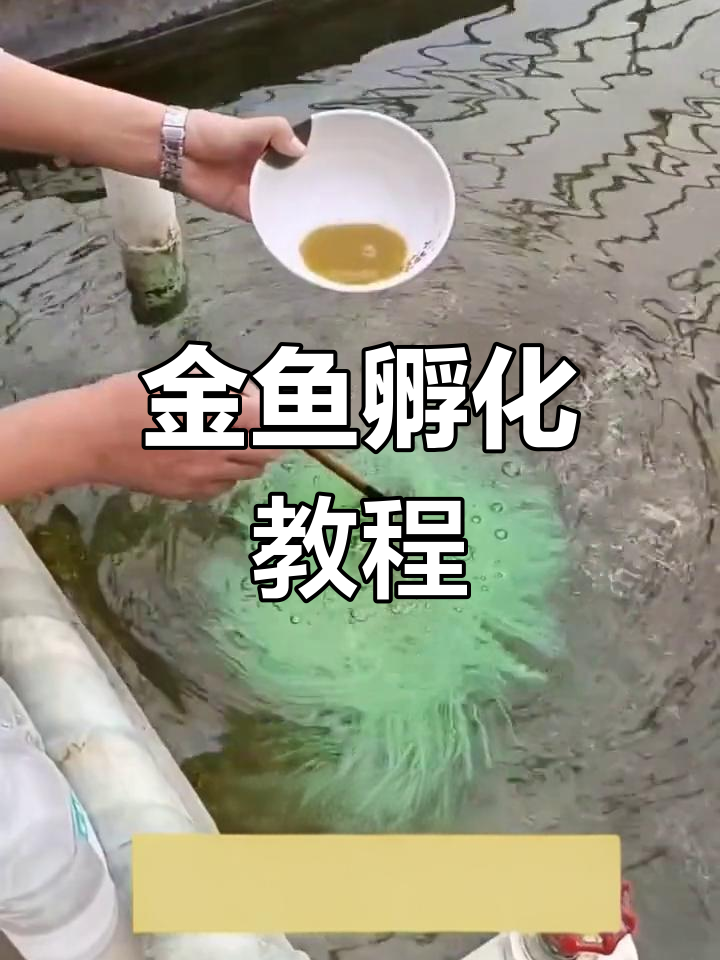 金鱼繁殖孵化全过程