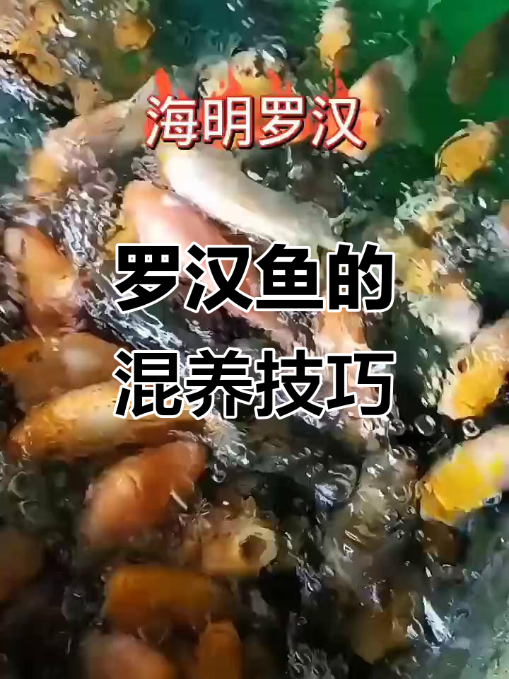 罗汉鱼混养与单养的繁殖差异,自然环境下的生长状态揭秘