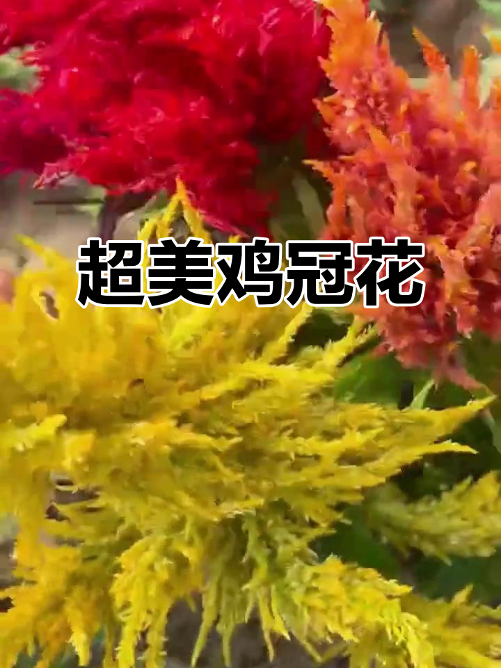 鸡冠花盛开如狐狸尾巴,四种颜色超惊艳!