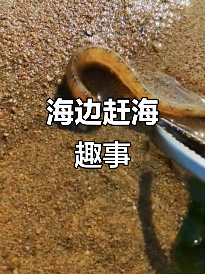 赶海直播:皮皮虾、海泥鳅大揭秘,海边生活乐趣多