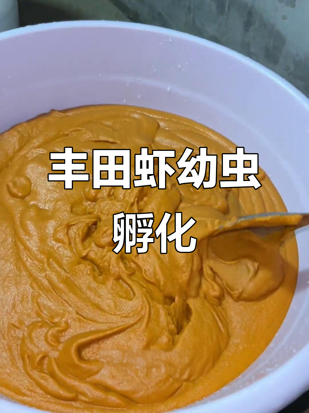 丰年虾幼虫孵化过程揭秘,干度十足无杂质