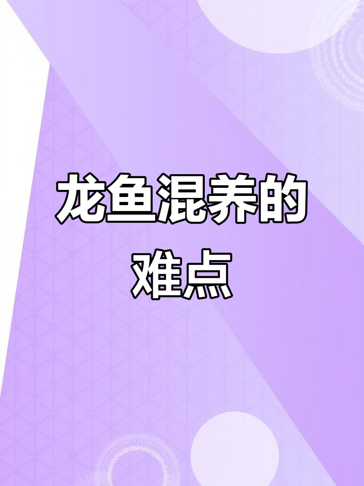 混养龙鱼、吉罗和埃及神仙鱼的挑战与技巧