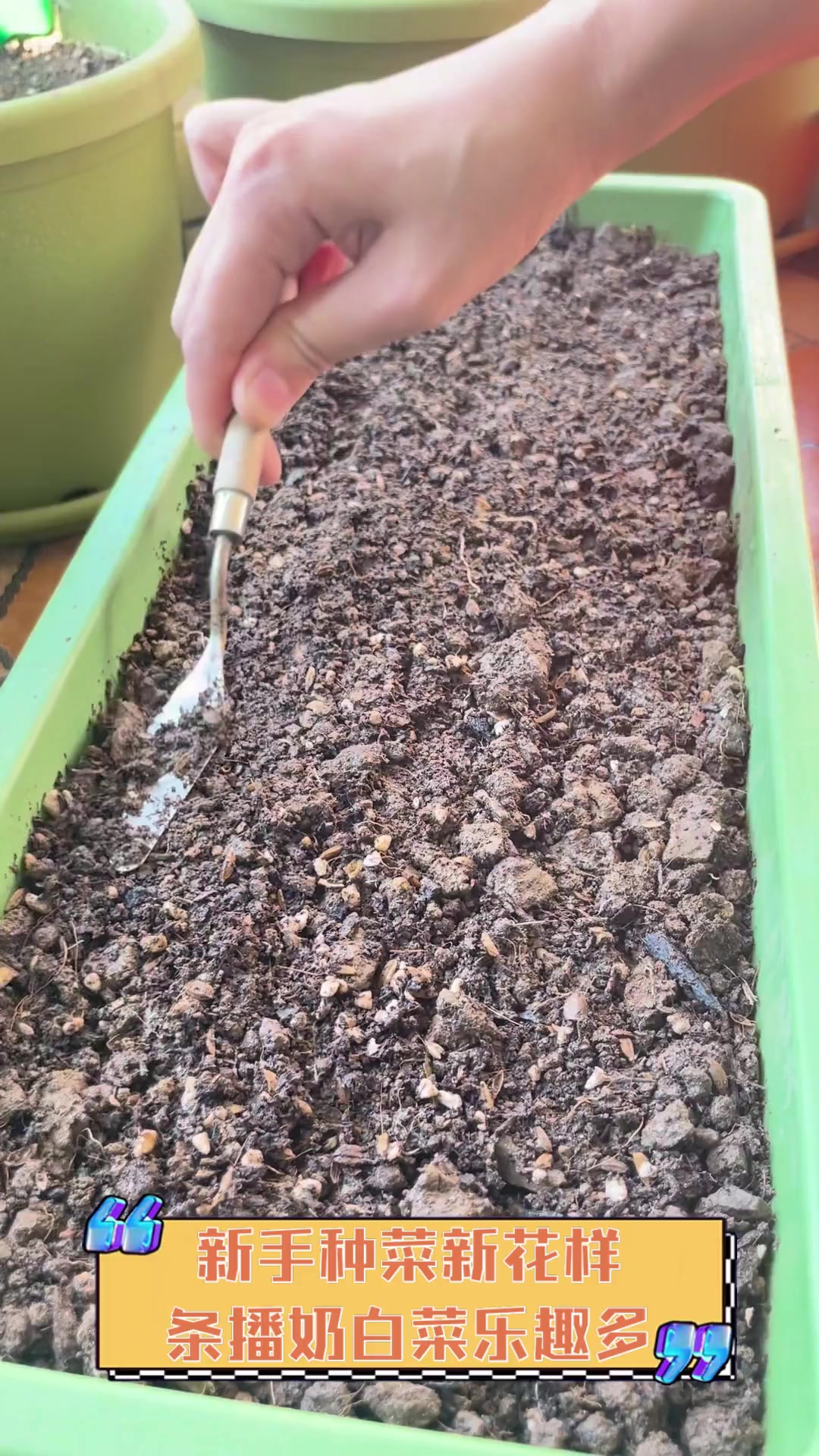 新手种菜新花样,条播奶白菜乐趣多