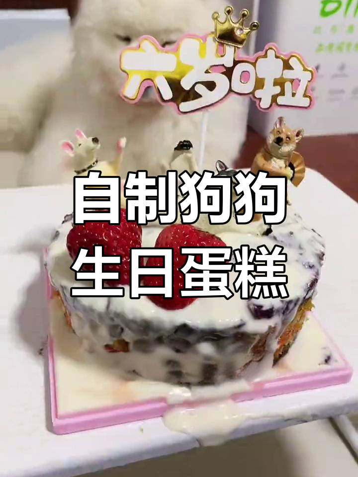 用38元做狗狗生日蛋糕,六层美味轻松搞定