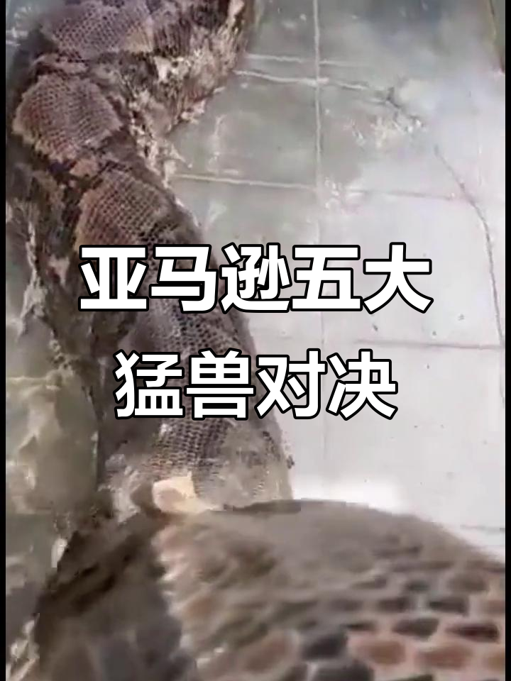 亚马逊最强生物大比拼:森蚺、藏獒、巨型鲶鱼谁能制胜?