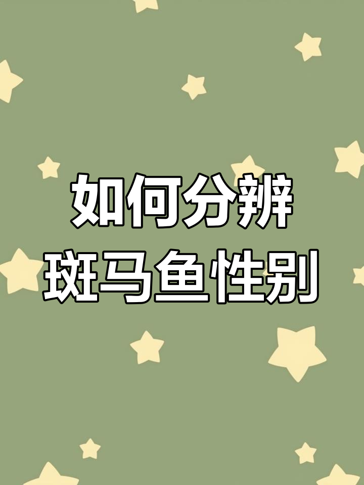 斑马鱼公母区分技巧:肚子大小与尾鳍颜色