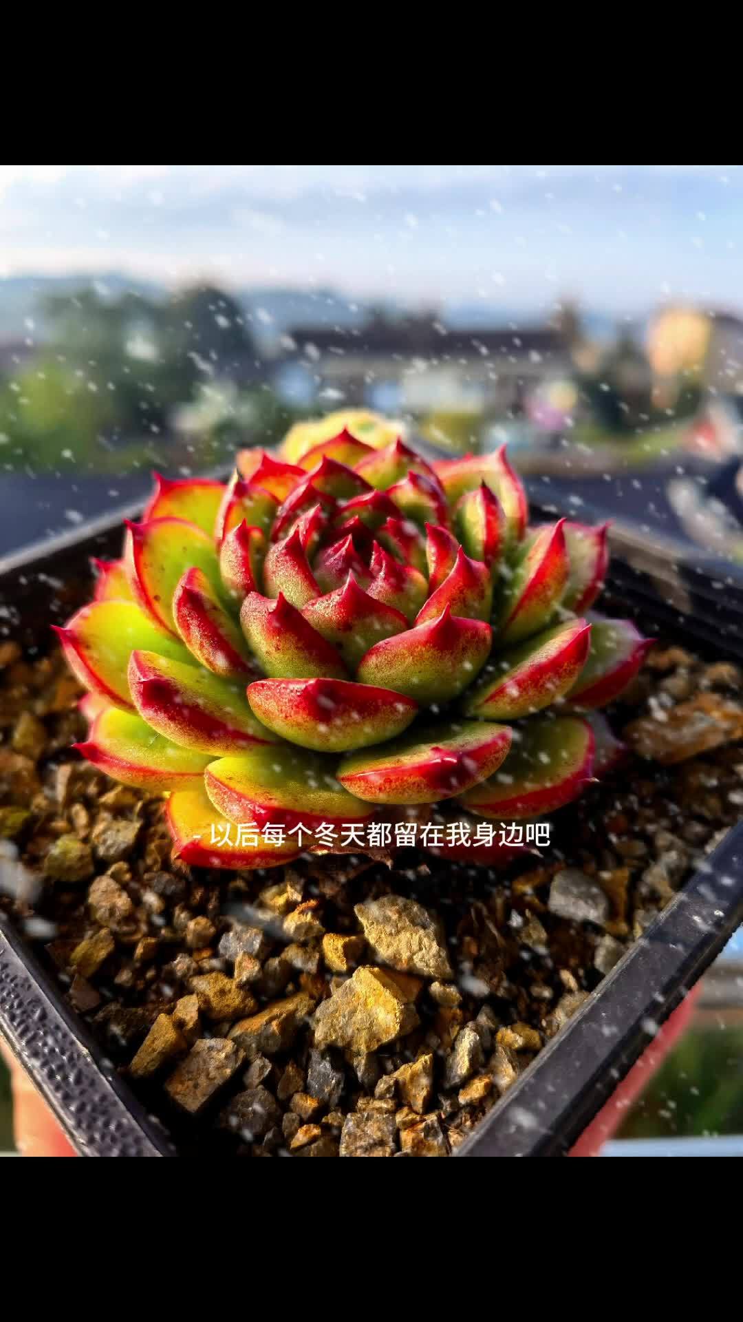月亮石真的好养 美不美你说了算 多肉植物 美肉