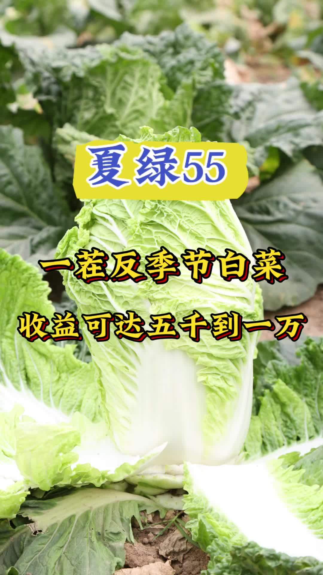 夏绿55-耐热白菜,一茬可以反季节种植的白菜!三农 白菜 农业种植 优质农产品