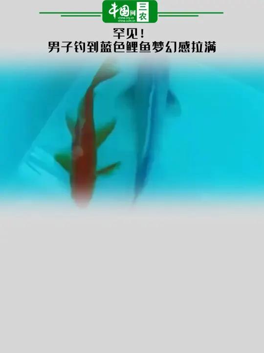 罕见!男子钓到蓝色鲤鱼梦幻感拉满