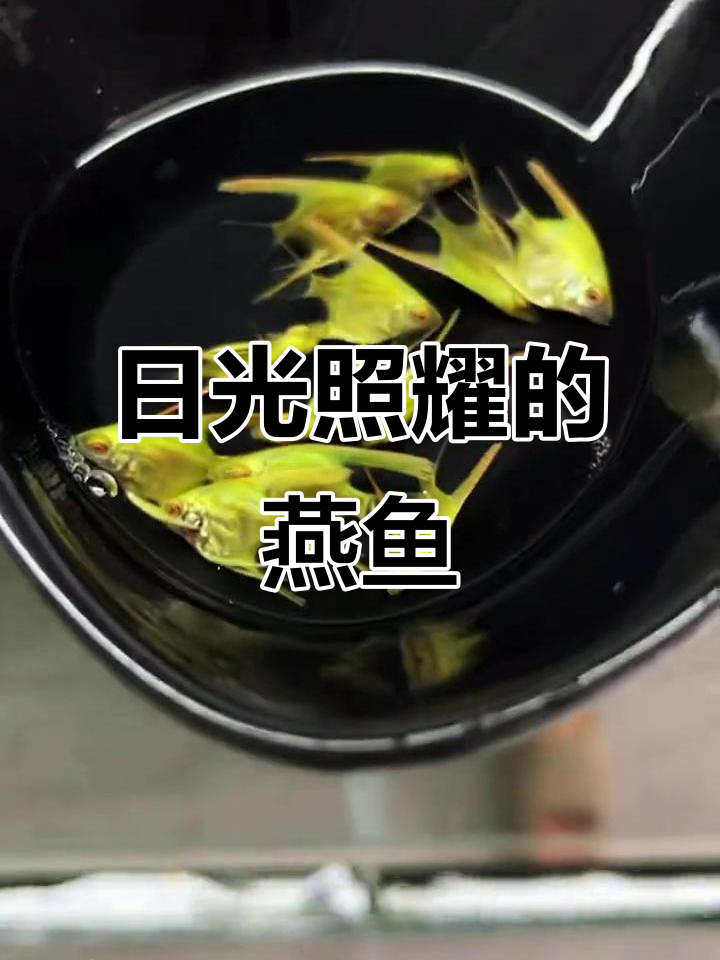 太阳光下的热带鱼,颜色更鲜艳!